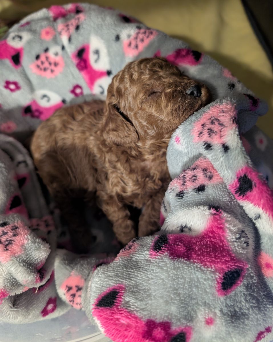 Bo Peep 🩷 $1,100 Miniature Poodle - Image 8