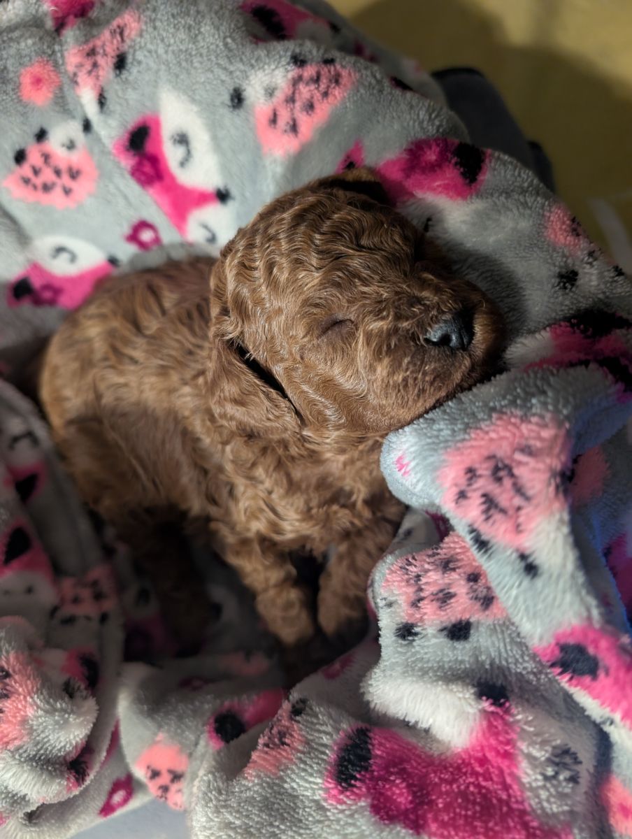 Bo Peep 🩷 $1,100 Miniature Poodle - Image 7