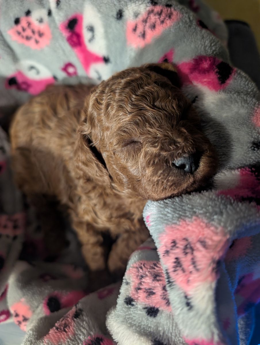 Bo Peep 🩷 $1,100 Miniature Poodle - Image 4