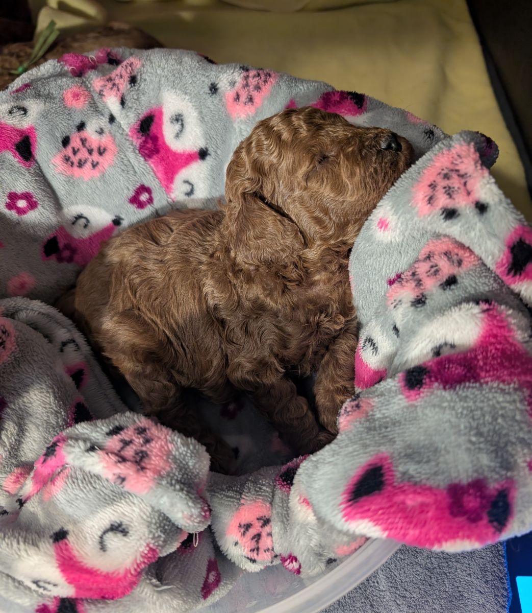 Bo Peep 🩷 $1,100 Miniature Poodle - Image 5