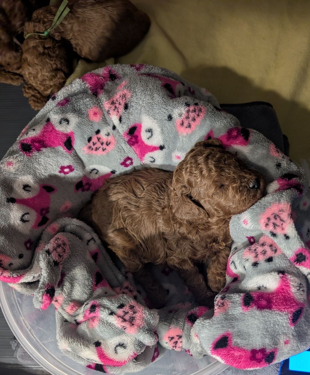 Bo Peep 🩷 $1,100 Miniature Poodle - Image 6