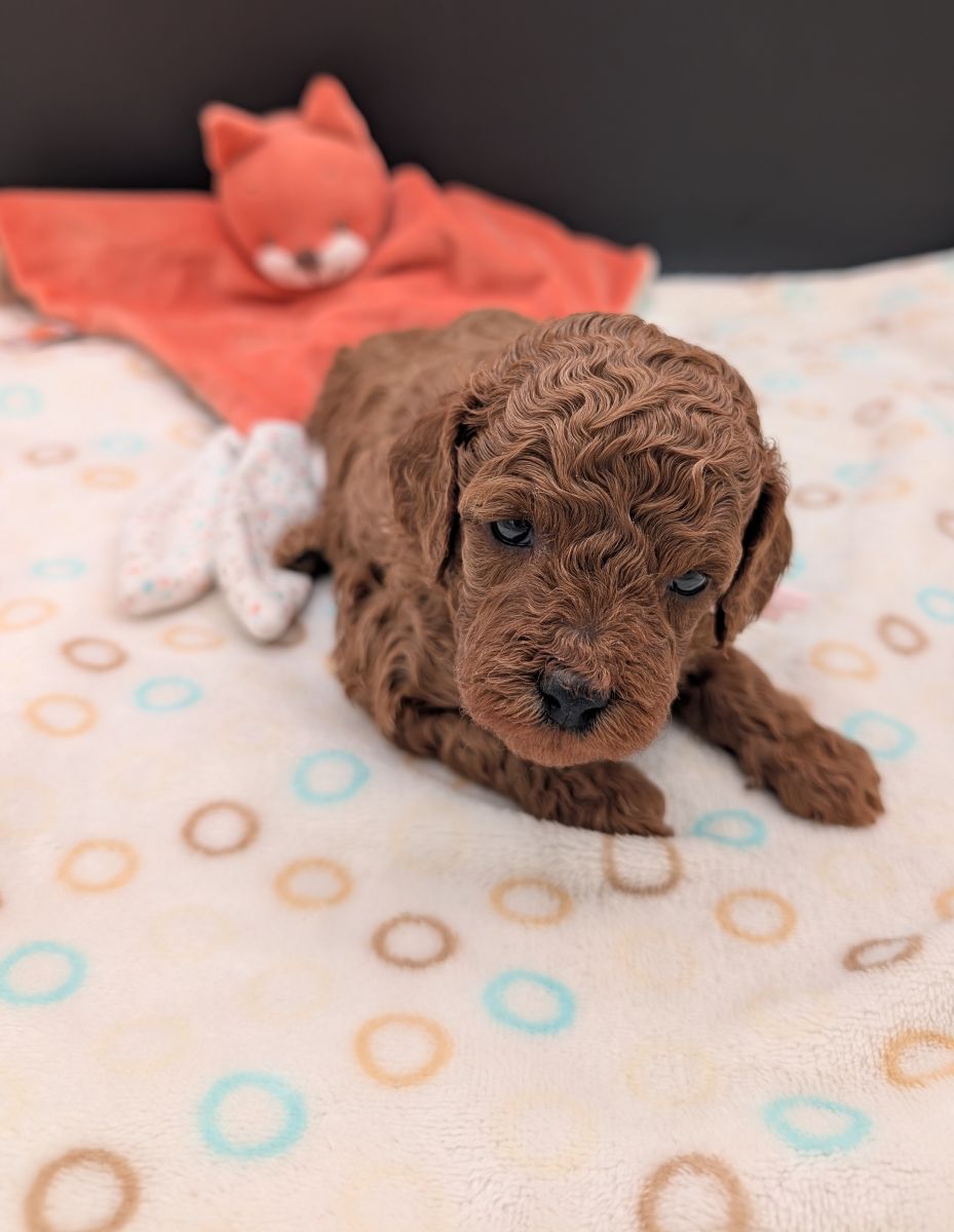 Bo Peep 🩷 $1,100 Miniature Poodle - Image 11