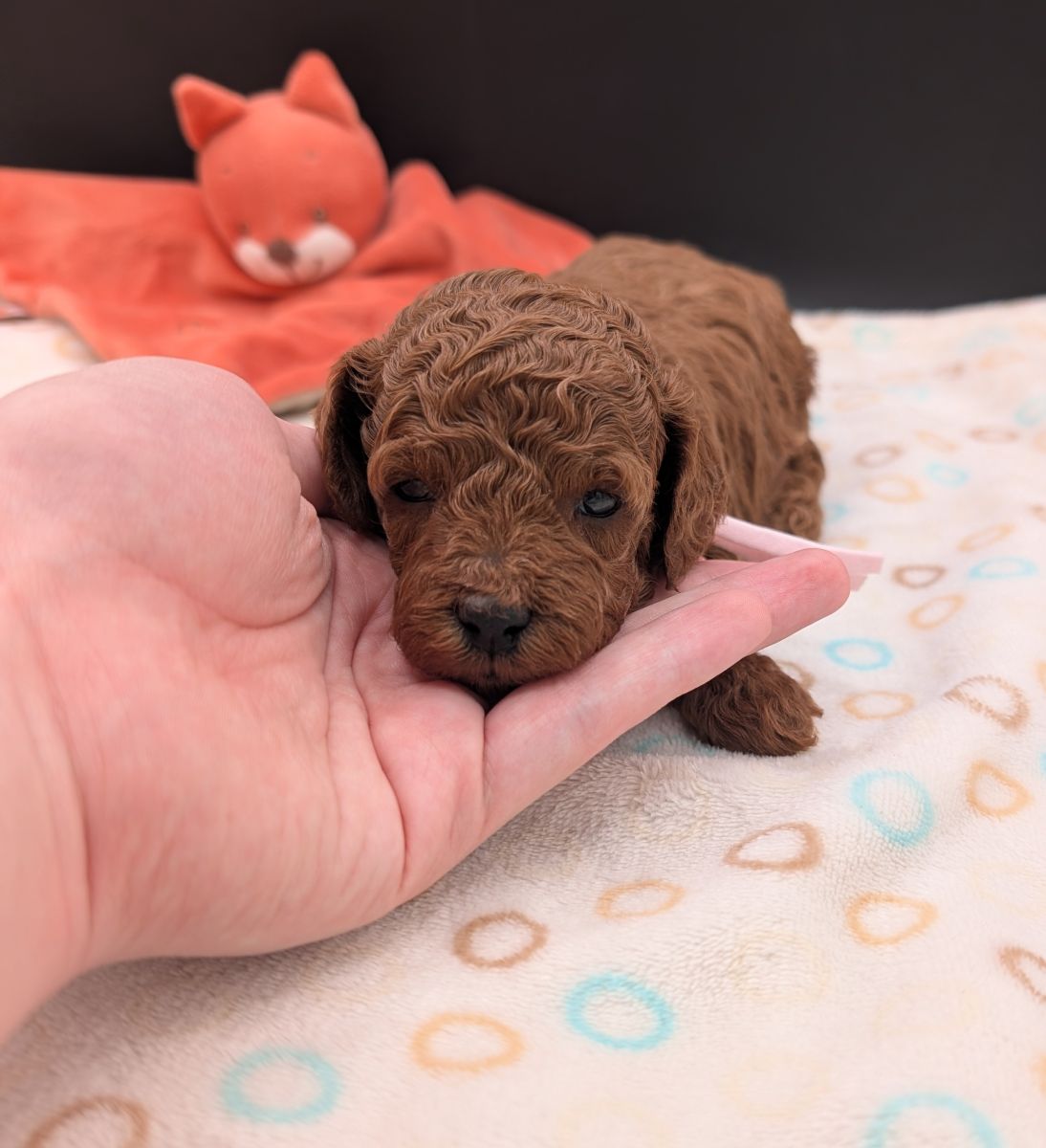 Bo Peep 🩷 $1,100 Miniature Poodle - Image 10