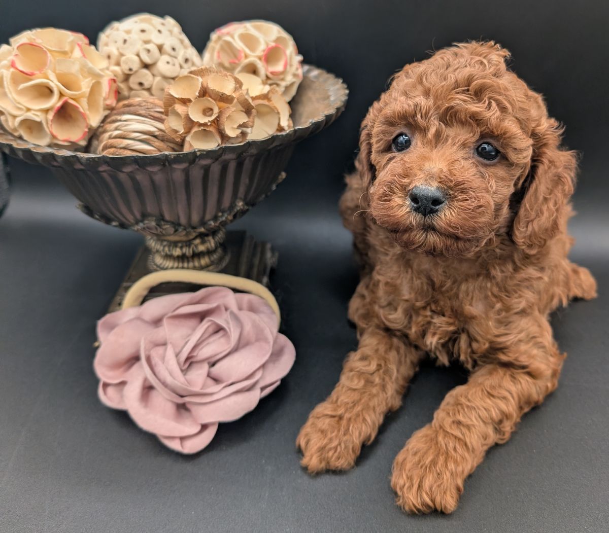 Bo Peep 🩷 $1,100 Miniature Poodle - Image 39