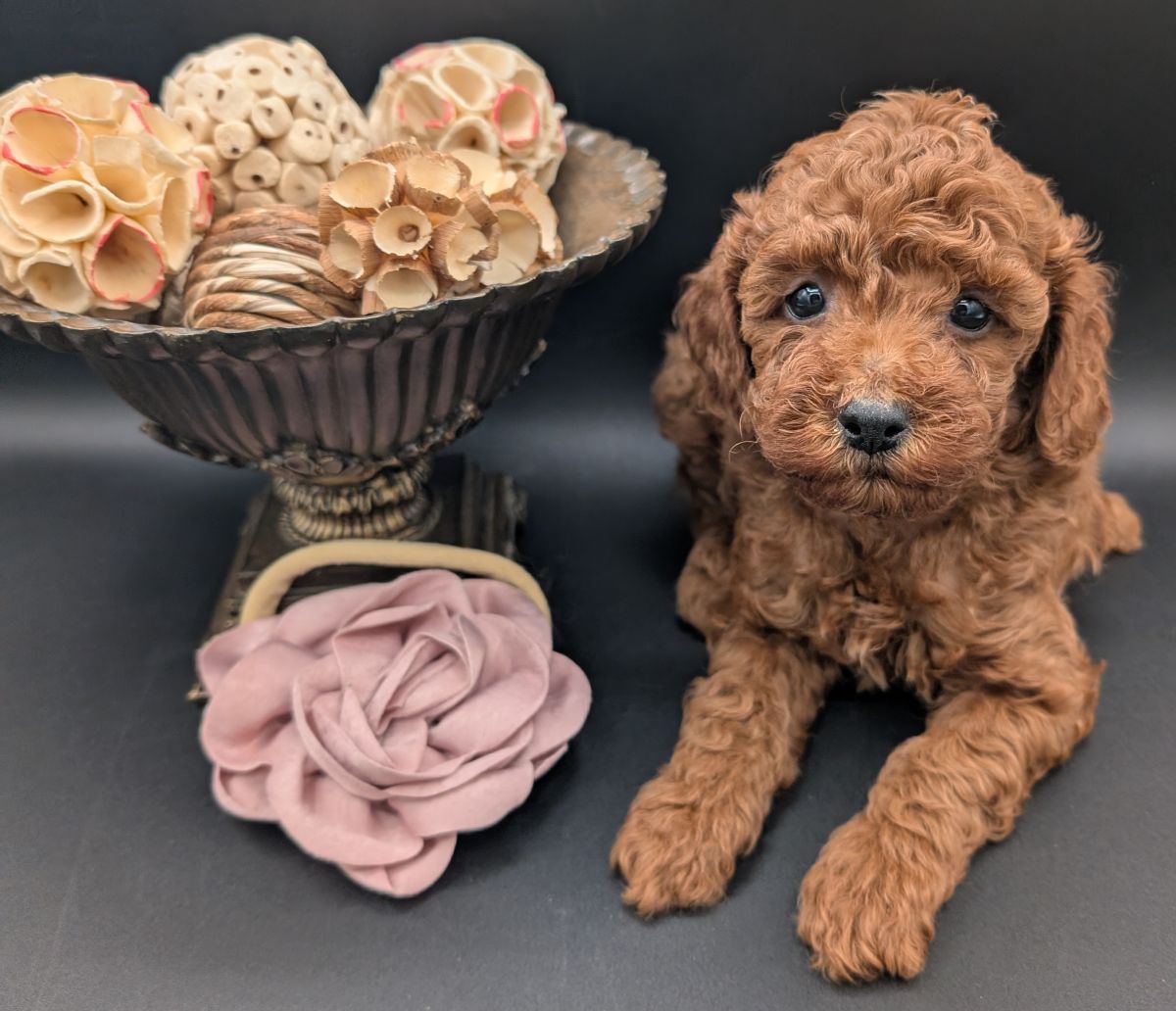Bo Peep 🩷 $1,100 Miniature Poodle - Image 40
