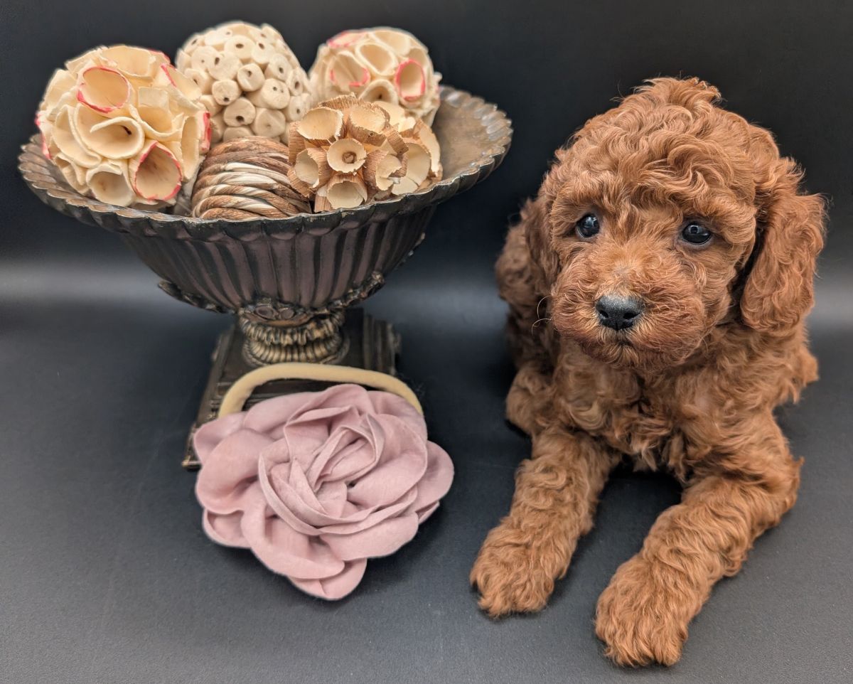 Bo Peep 🩷 $1,100 Miniature Poodle - Image 38