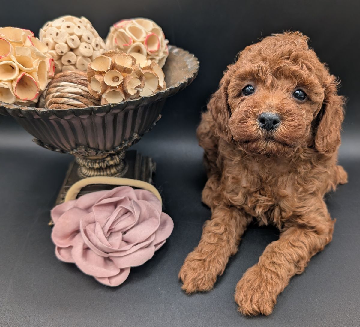 Bo Peep 🩷 $1,100 Miniature Poodle - Image 37