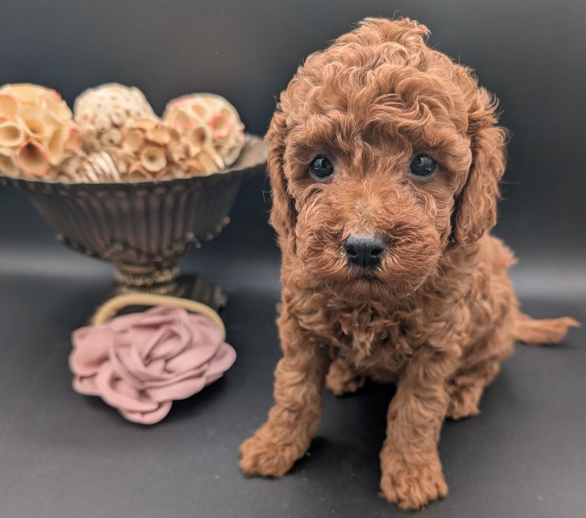 Bo Peep 🩷 $1,100 Miniature Poodle - Image 36