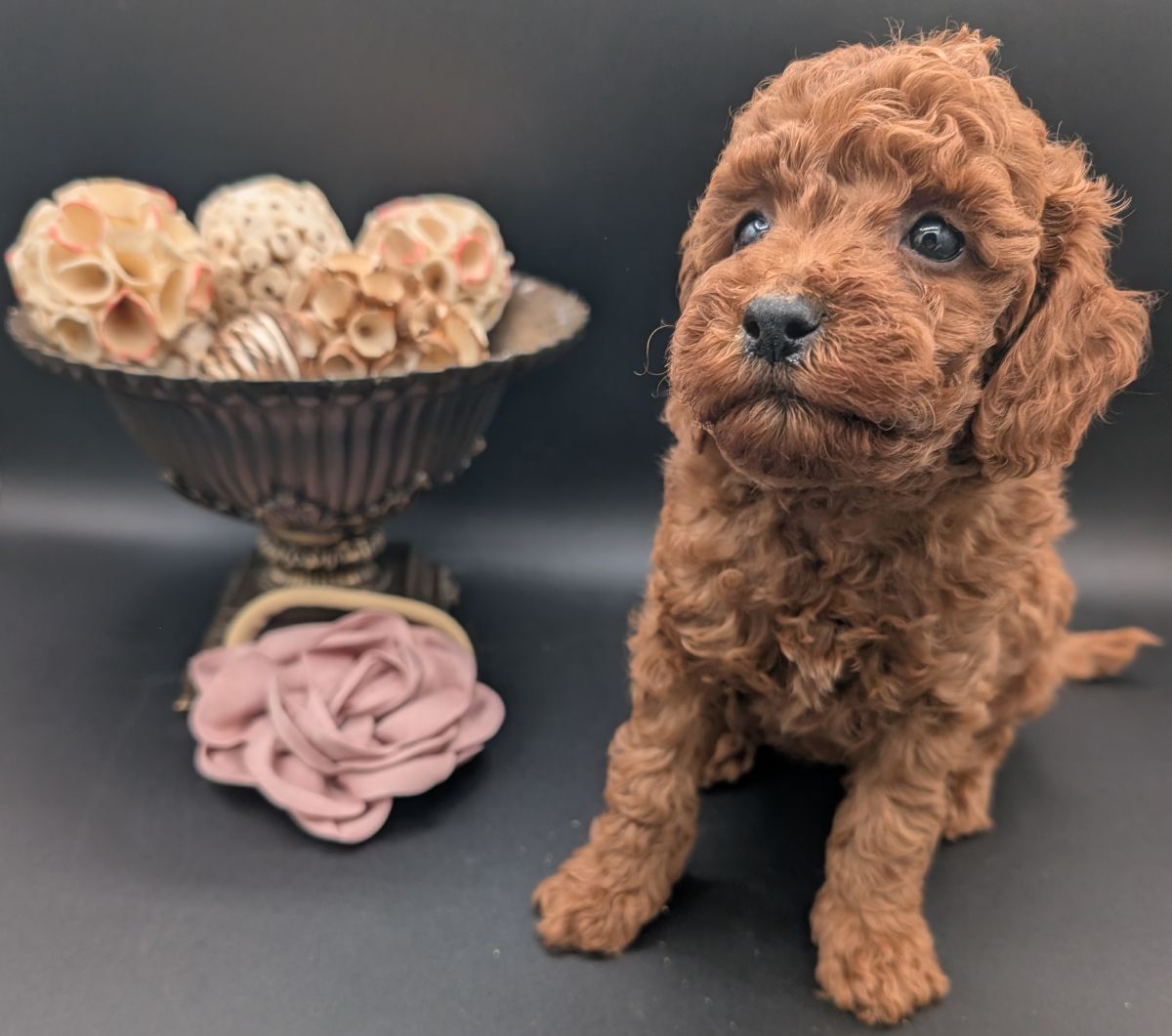 Bo Peep 🩷 $1,100 Miniature Poodle - Image 35