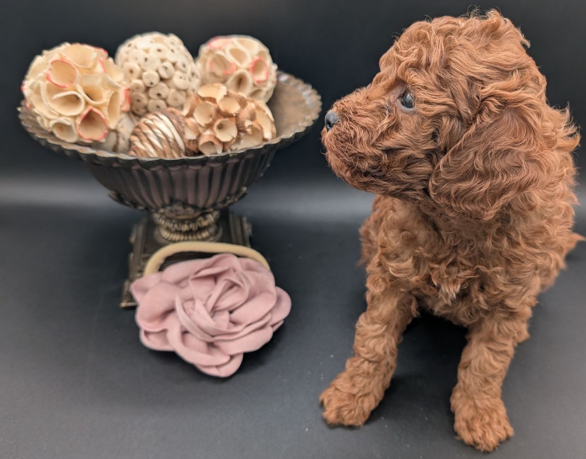 Bo Peep 🩷 $1,100 Miniature Poodle - Image 34