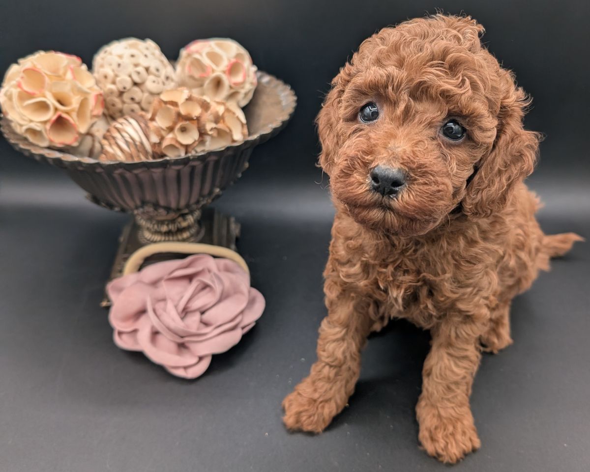 Bo Peep 🩷 $1,100 Miniature Poodle - Image 31