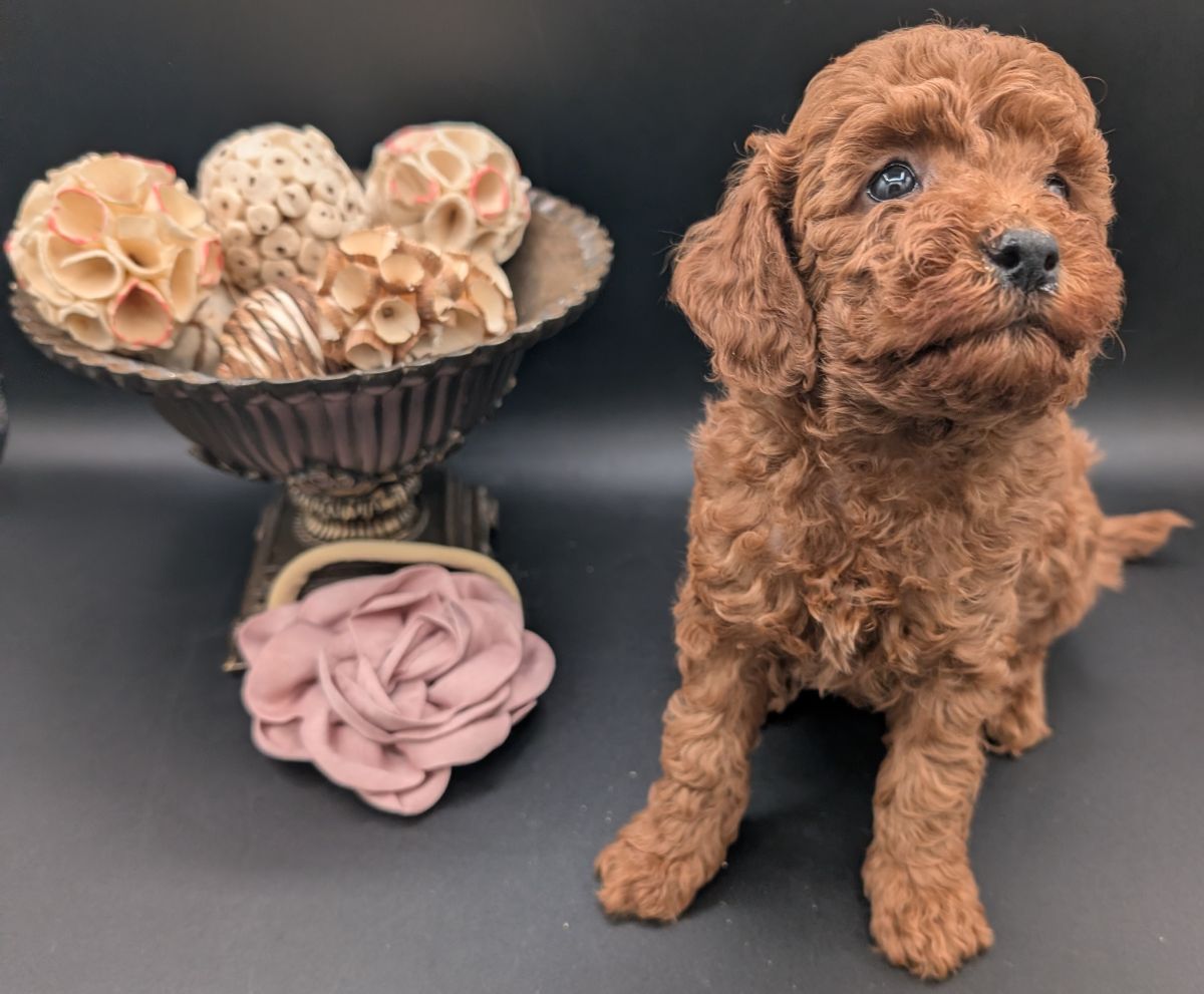Bo Peep 🩷 $1,100 Miniature Poodle - Image 32