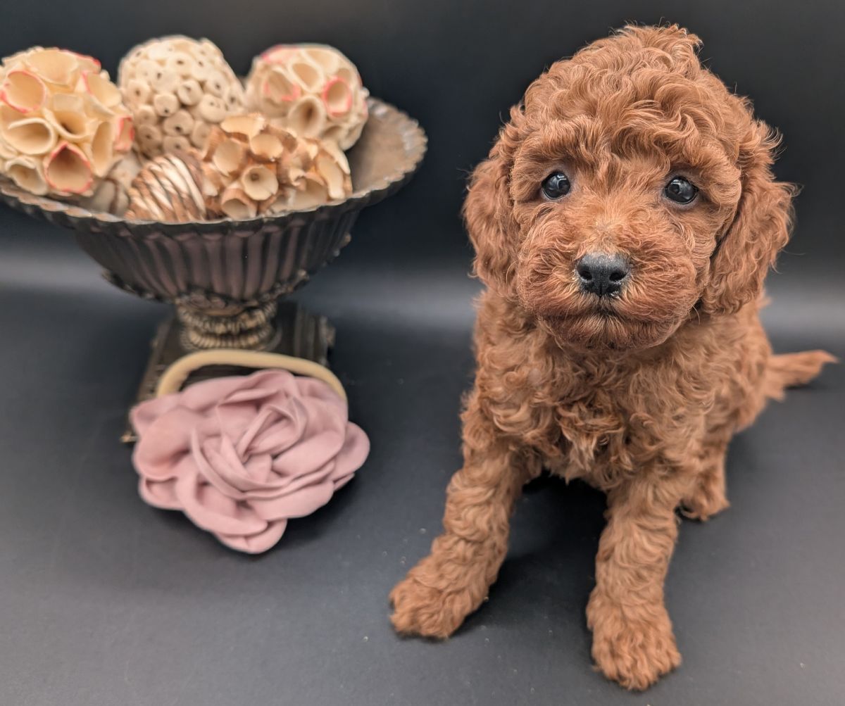 Bo Peep 🩷 $1,100 Miniature Poodle - Image 33