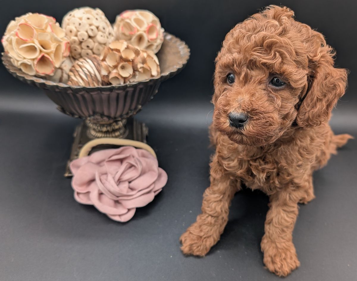 Bo Peep 🩷 $1,100 Miniature Poodle - Image 30