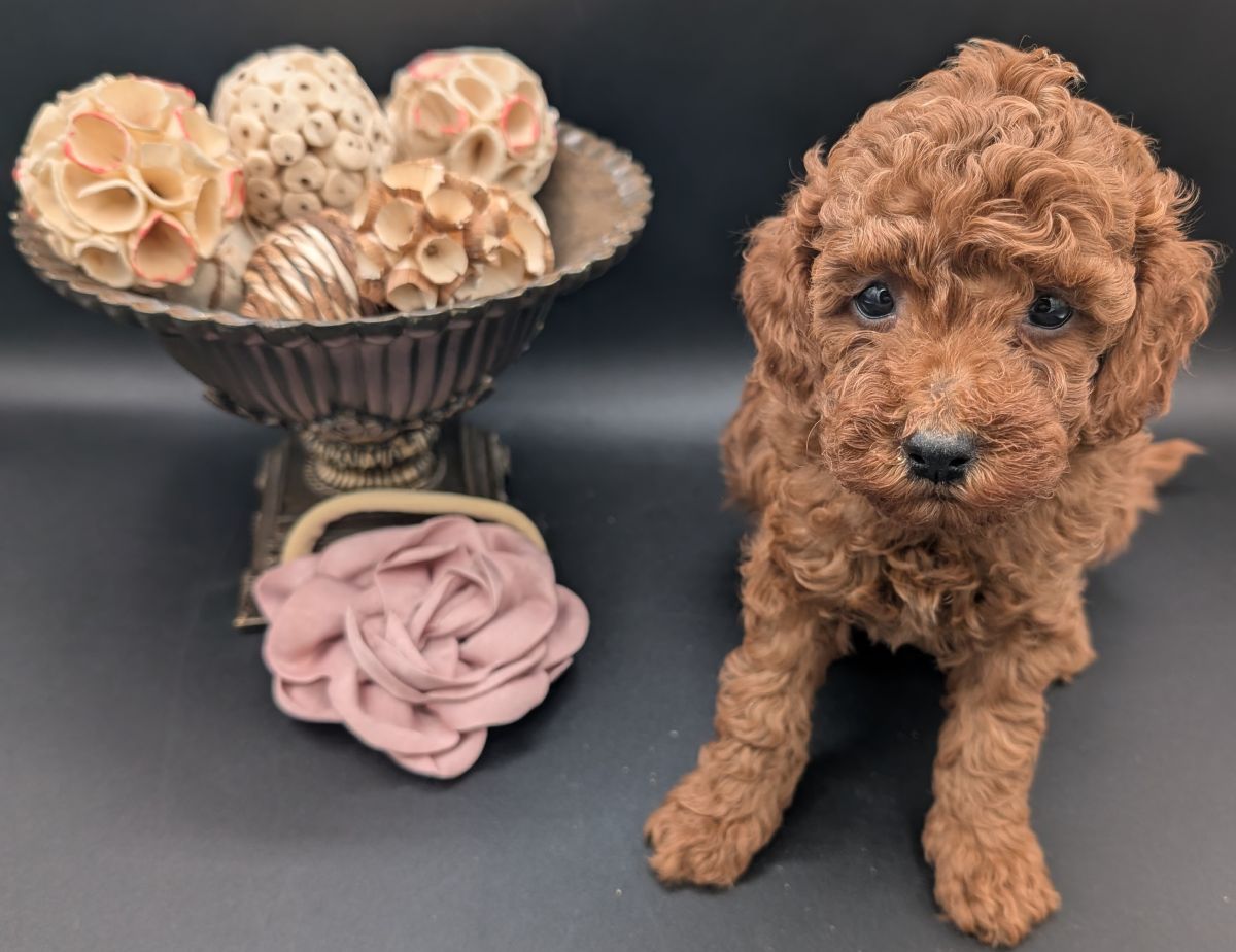 Bo Peep 🩷 $1,100 Miniature Poodle - Image 29