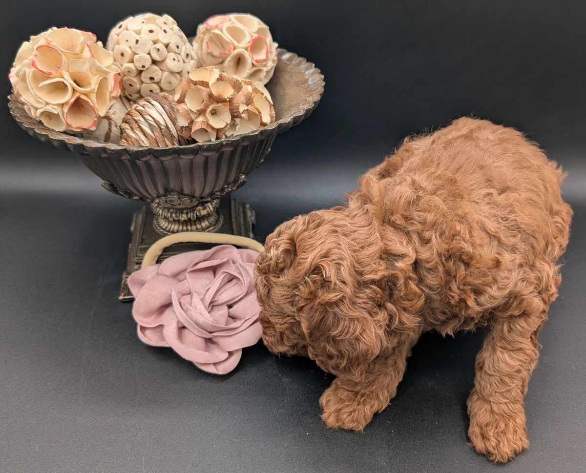 Bo Peep 🩷 $1,100 Miniature Poodle - Image 28