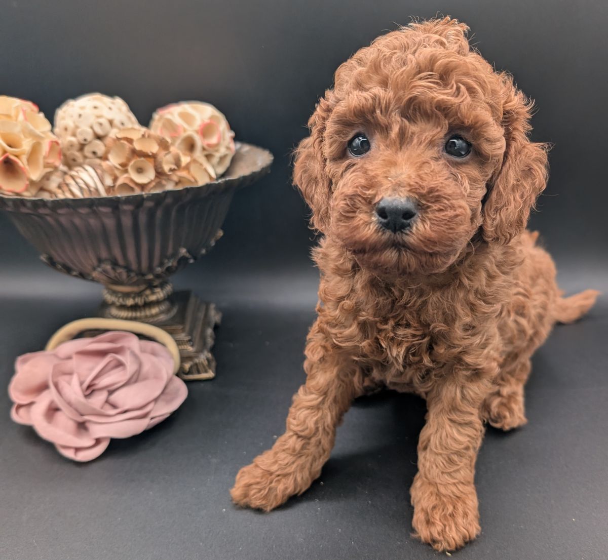 Bo Peep 🩷 $1,100 Miniature Poodle - Image 27