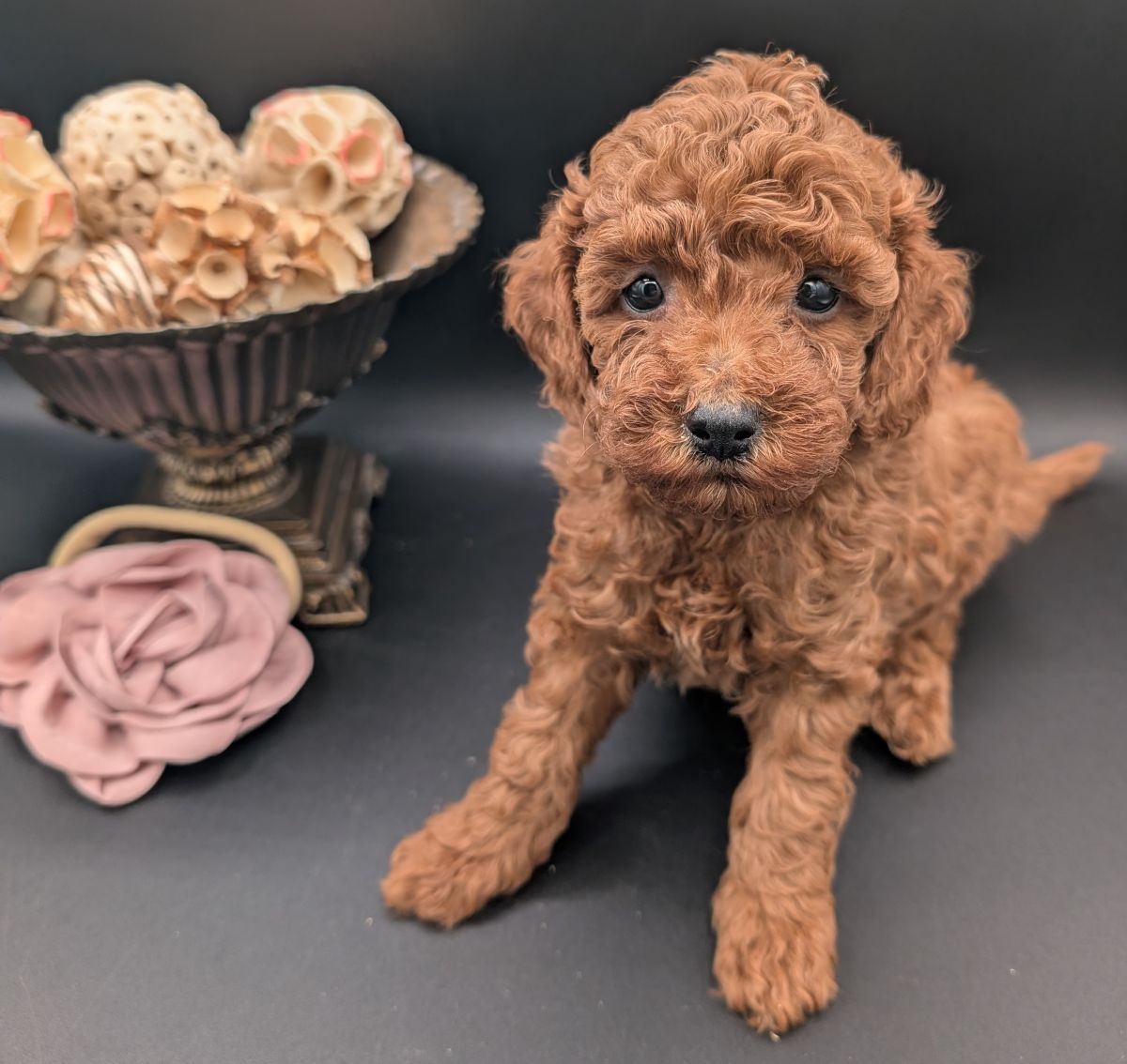 Bo Peep 🩷 $1,100 Miniature Poodle - Image 26