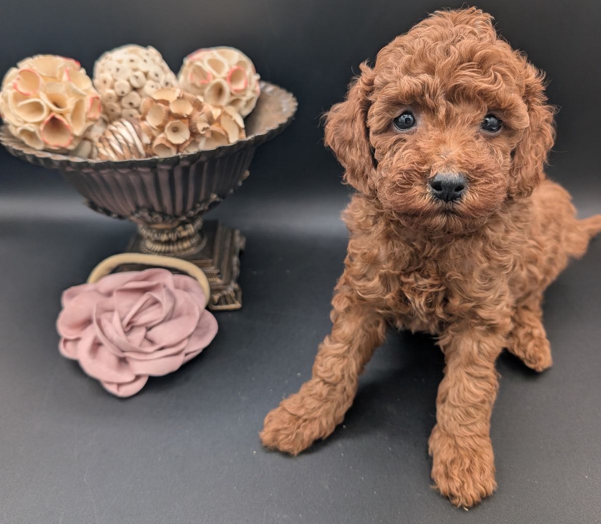 Bo Peep 🩷 $1,100 Miniature Poodle - Image 25