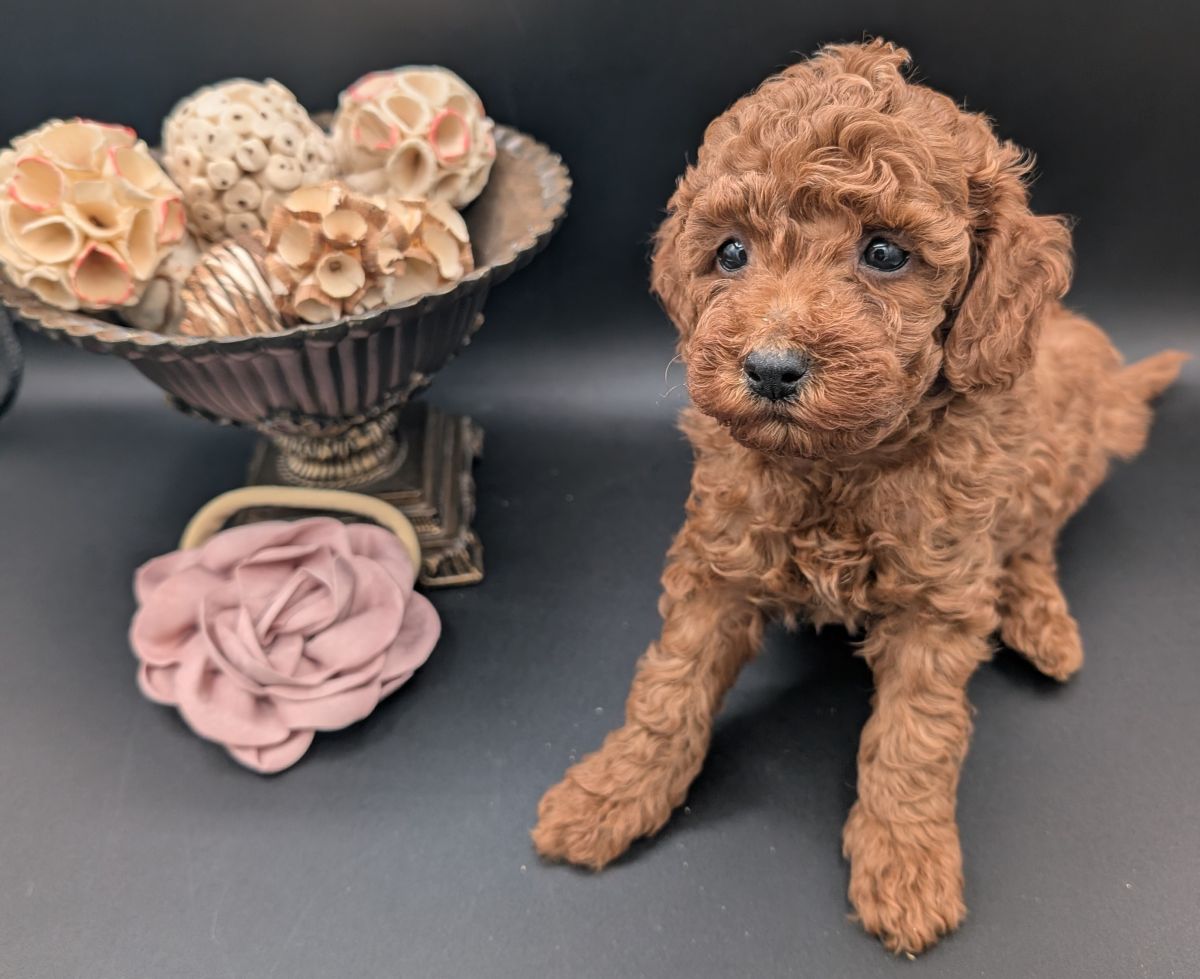 Bo Peep 🩷 $1,100 Miniature Poodle - Image 22
