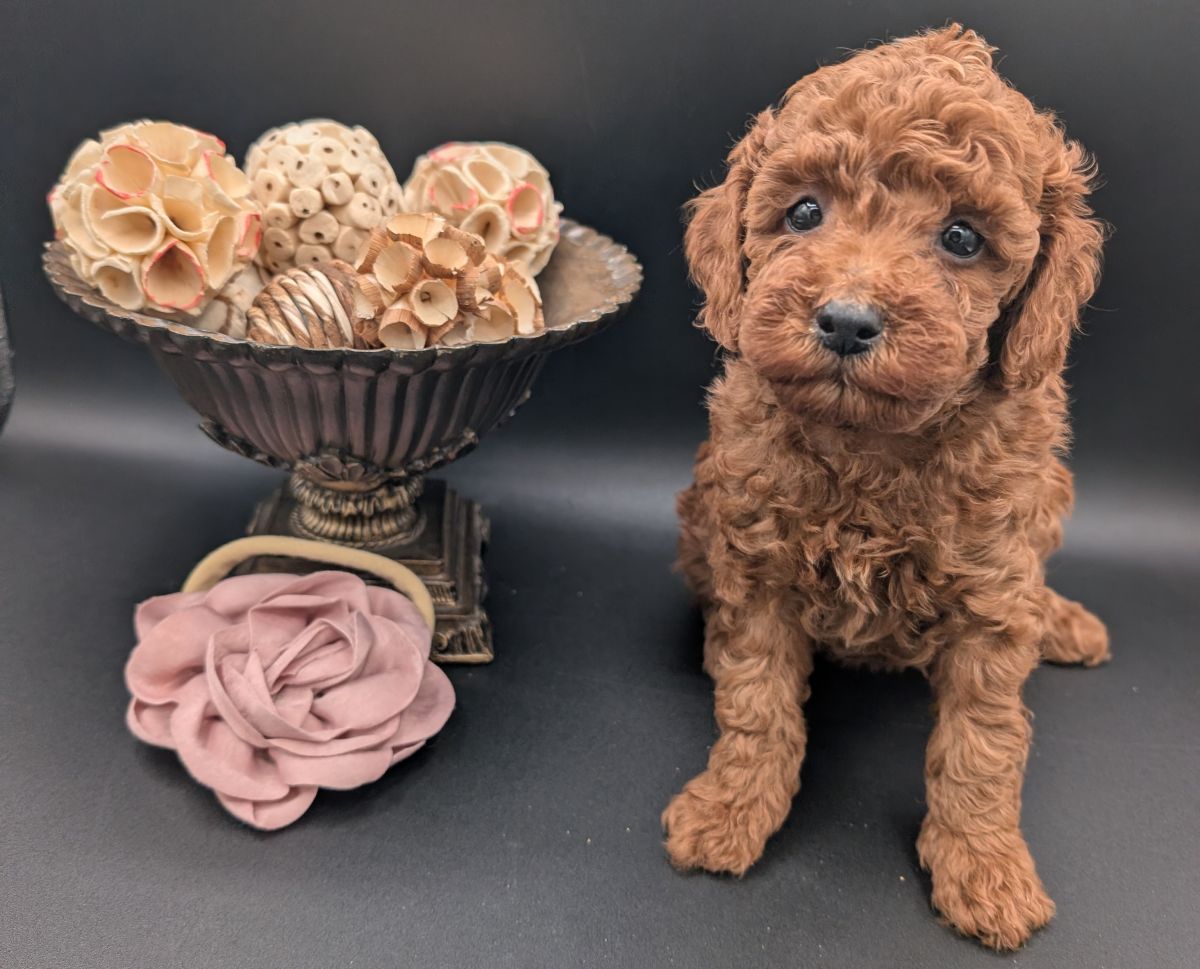 Bo Peep 🩷 $1,100 Miniature Poodle - Image 23