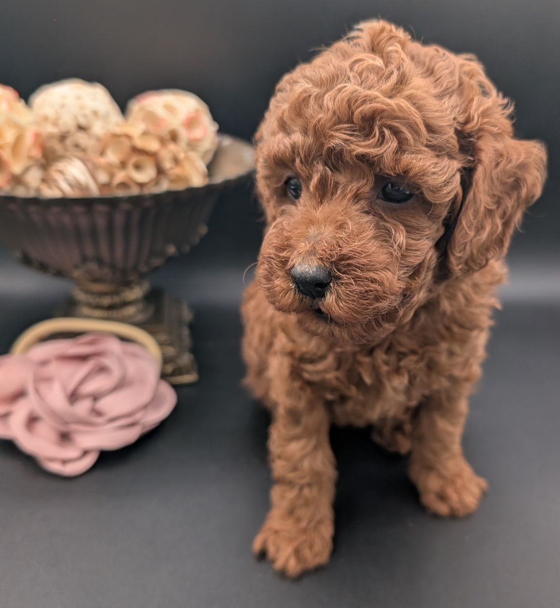 Bo Peep 🩷 $1,100 Miniature Poodle - Image 24