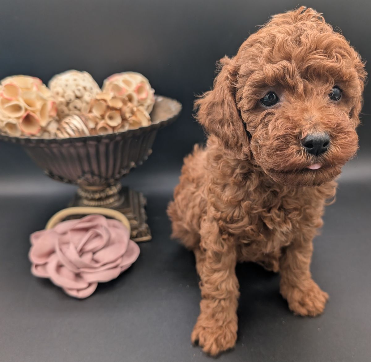 Bo Peep 🩷 $1,100 Miniature Poodle - Image 21