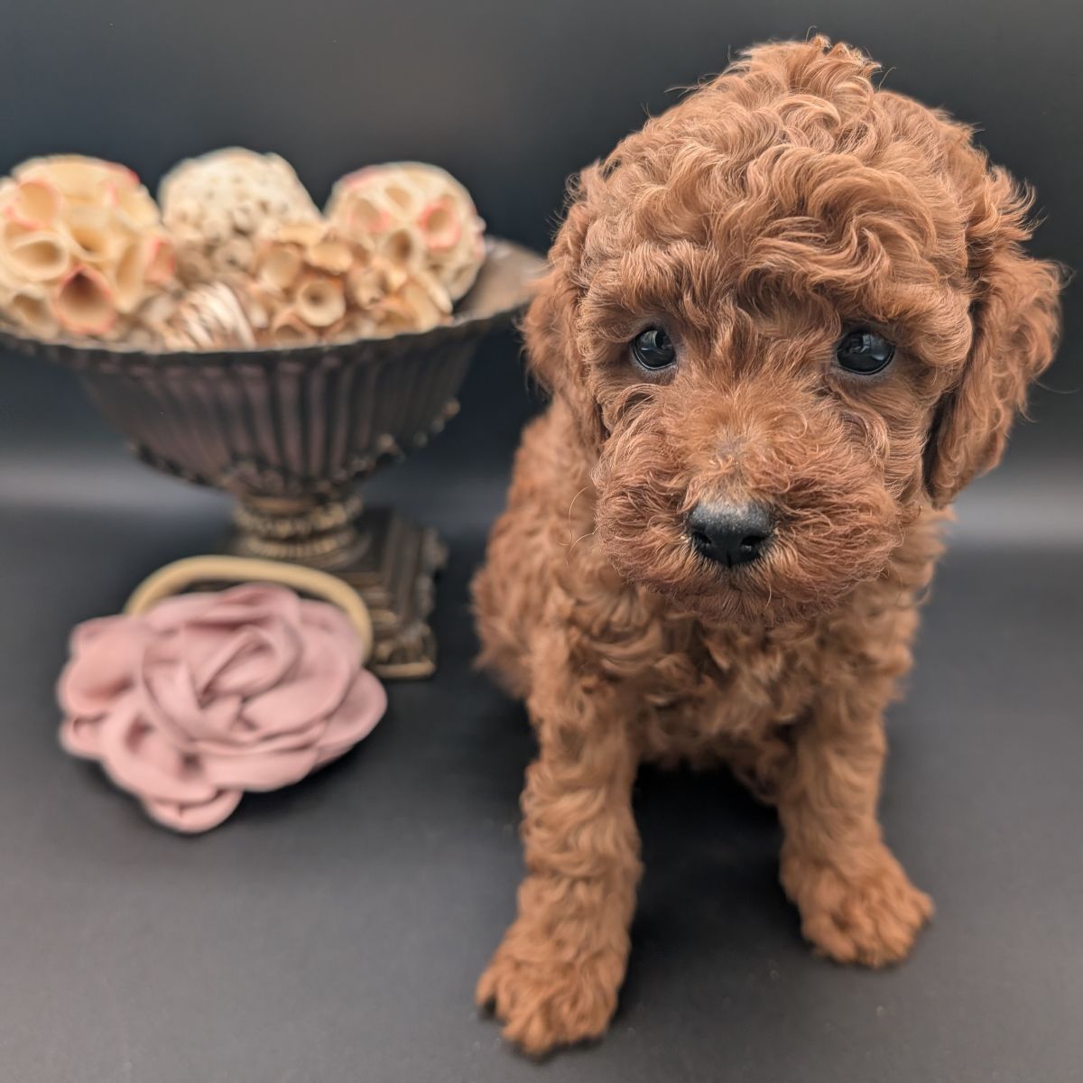 Bo Peep 🩷 $1,100 Miniature Poodle - Image 20