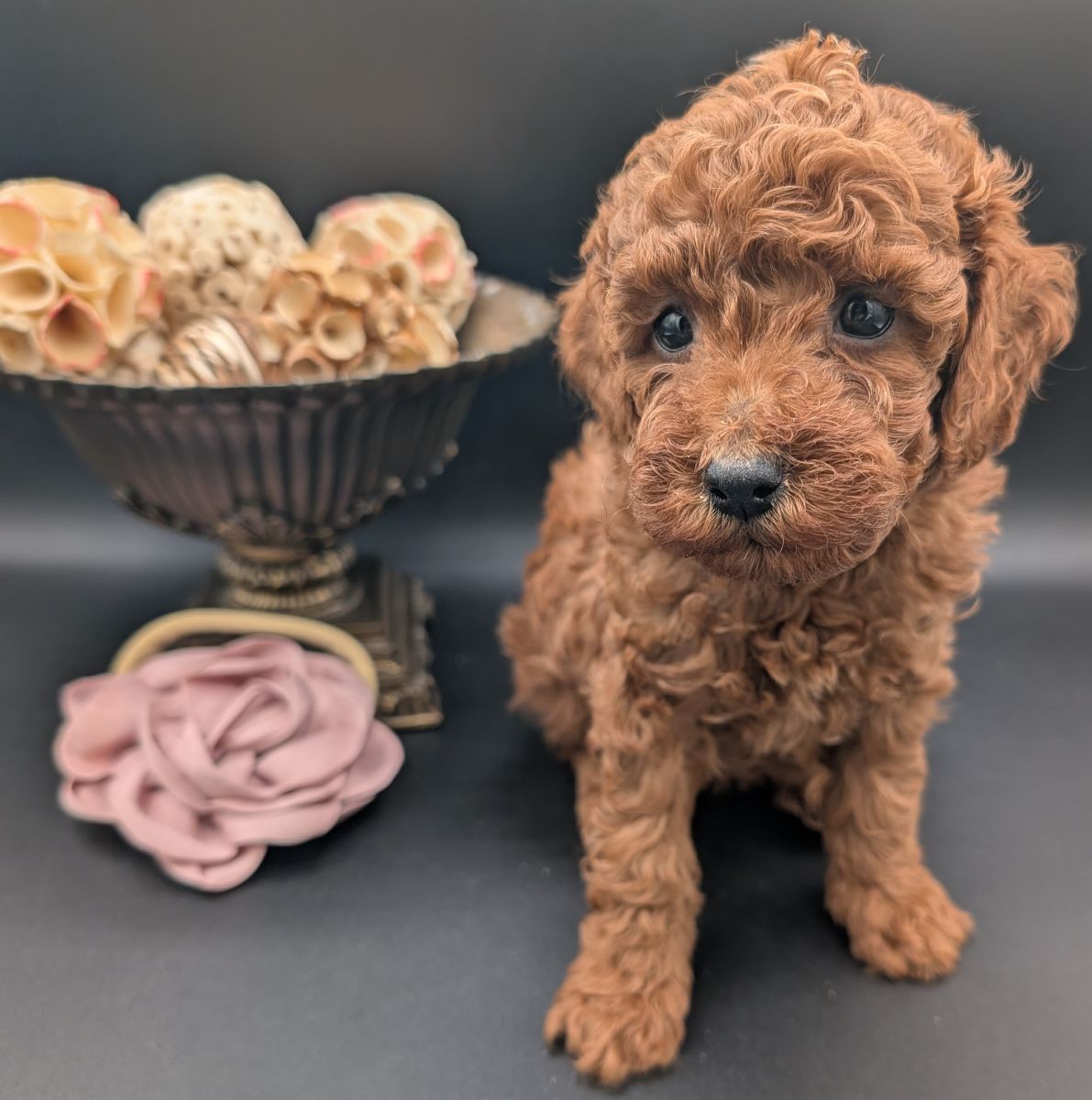 Bo Peep 🩷 $1,100 Miniature Poodle - Image 19