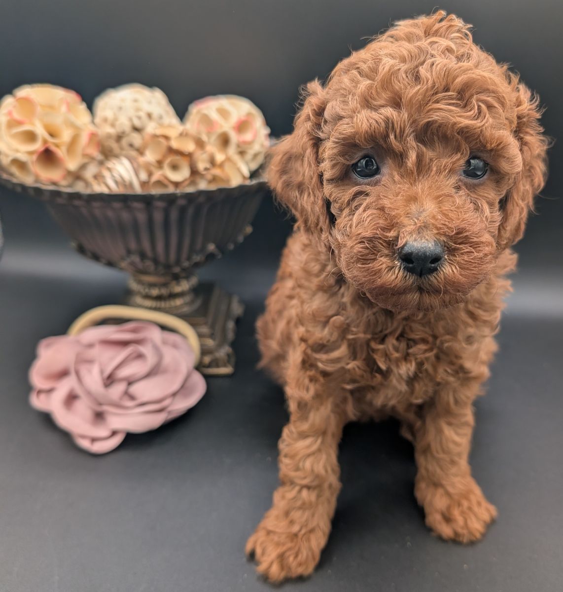Bo Peep 🩷 $1,100 Miniature Poodle - Image 18