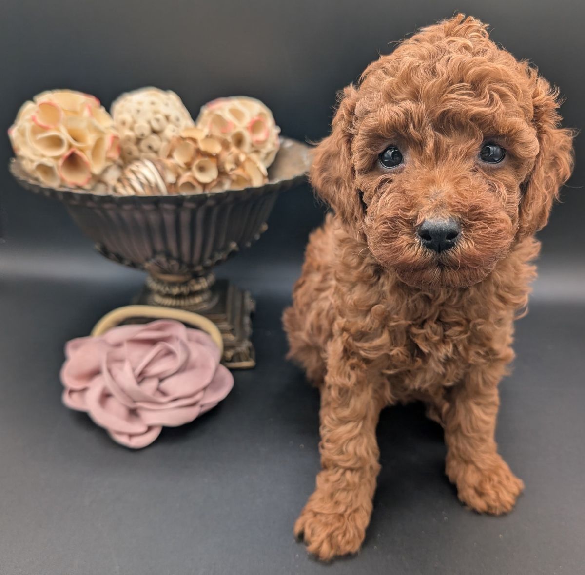 Bo Peep 🩷 $1,100 Miniature Poodle - Image 17