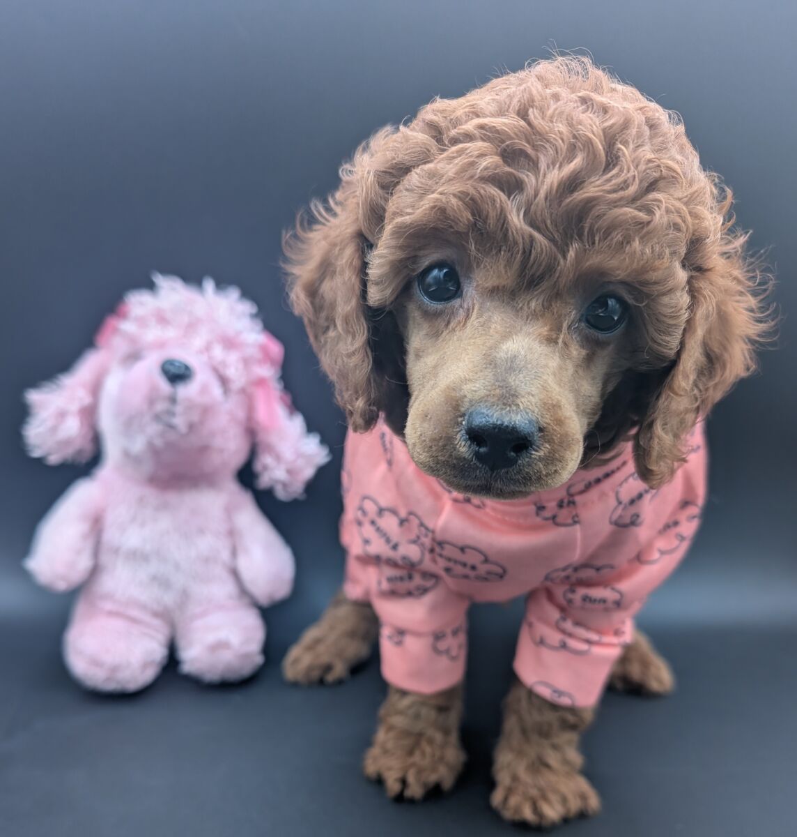 Bo Peep 🩷 $1,100 Miniature Poodle - Image 63