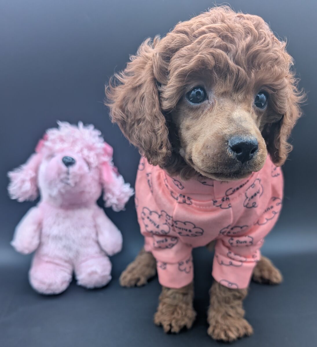 Bo Peep 🩷 $1,100 Miniature Poodle - Image 60