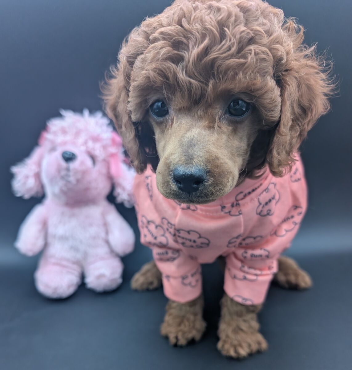 Bo Peep 🩷 $1,100 Miniature Poodle - Image 61