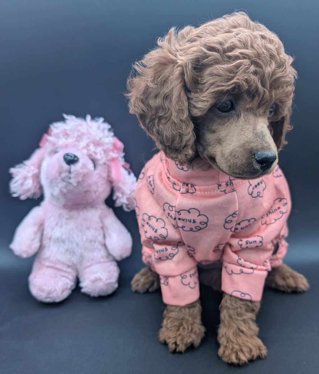 Bo Peep 🩷 $1,100 Miniature Poodle - Image 62