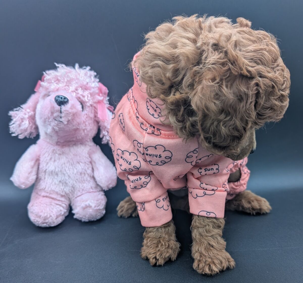 Bo Peep 🩷 $1,100 Miniature Poodle - Image 59