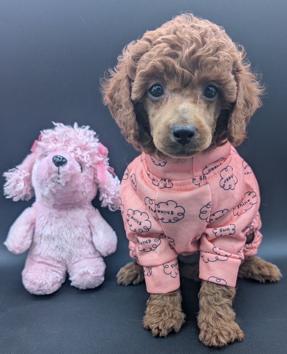 Bo Peep 🩷 $1,100 Miniature Poodle - Image 58