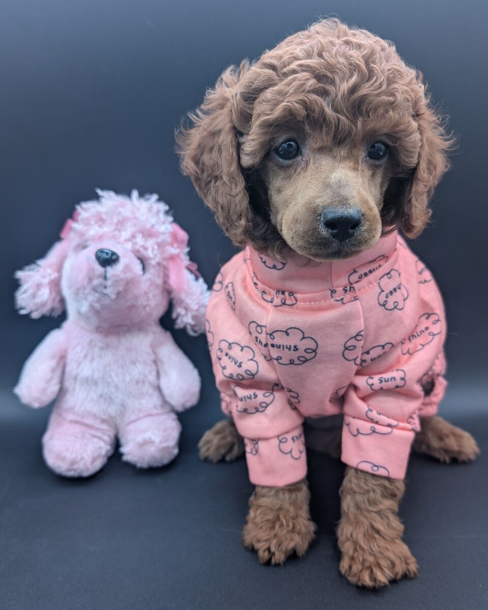 Bo Peep 🩷 $1,100 Miniature Poodle - Image 57