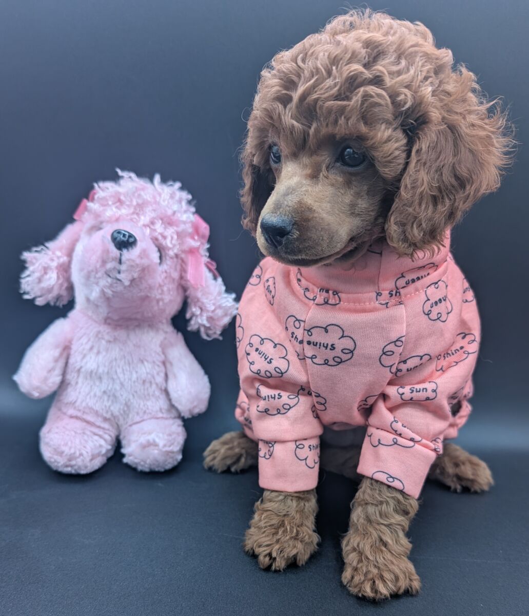 Bo Peep 🩷 $1,100 Miniature Poodle - Image 54