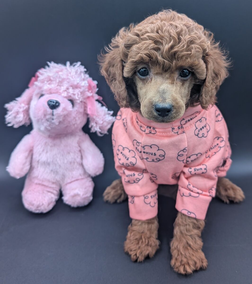 Bo Peep 🩷 $1,100 Miniature Poodle - Image 55