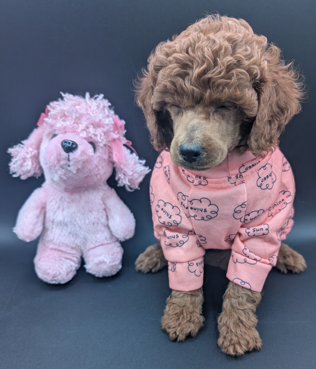 Bo Peep 🩷 $1,100 Miniature Poodle - Image 56
