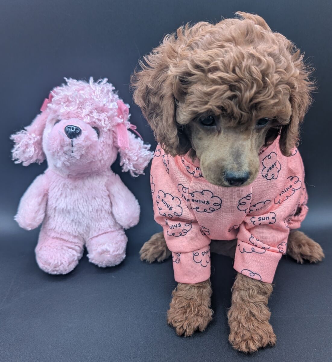 Bo Peep 🩷 $1,100 Miniature Poodle - Image 53