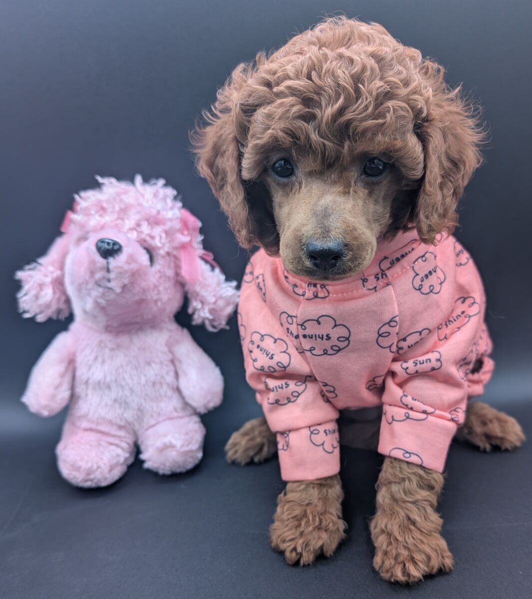 Bo Peep 🩷 $1,100 Miniature Poodle - Image 52
