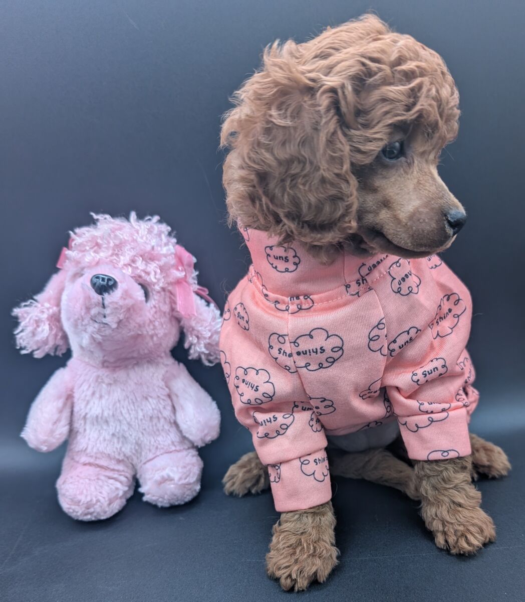 Bo Peep 🩷 $1,100 Miniature Poodle - Image 51