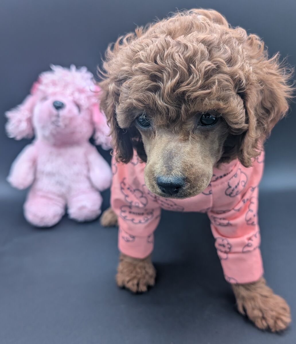 Bo Peep 🩷 $1,100 Miniature Poodle - Image 48