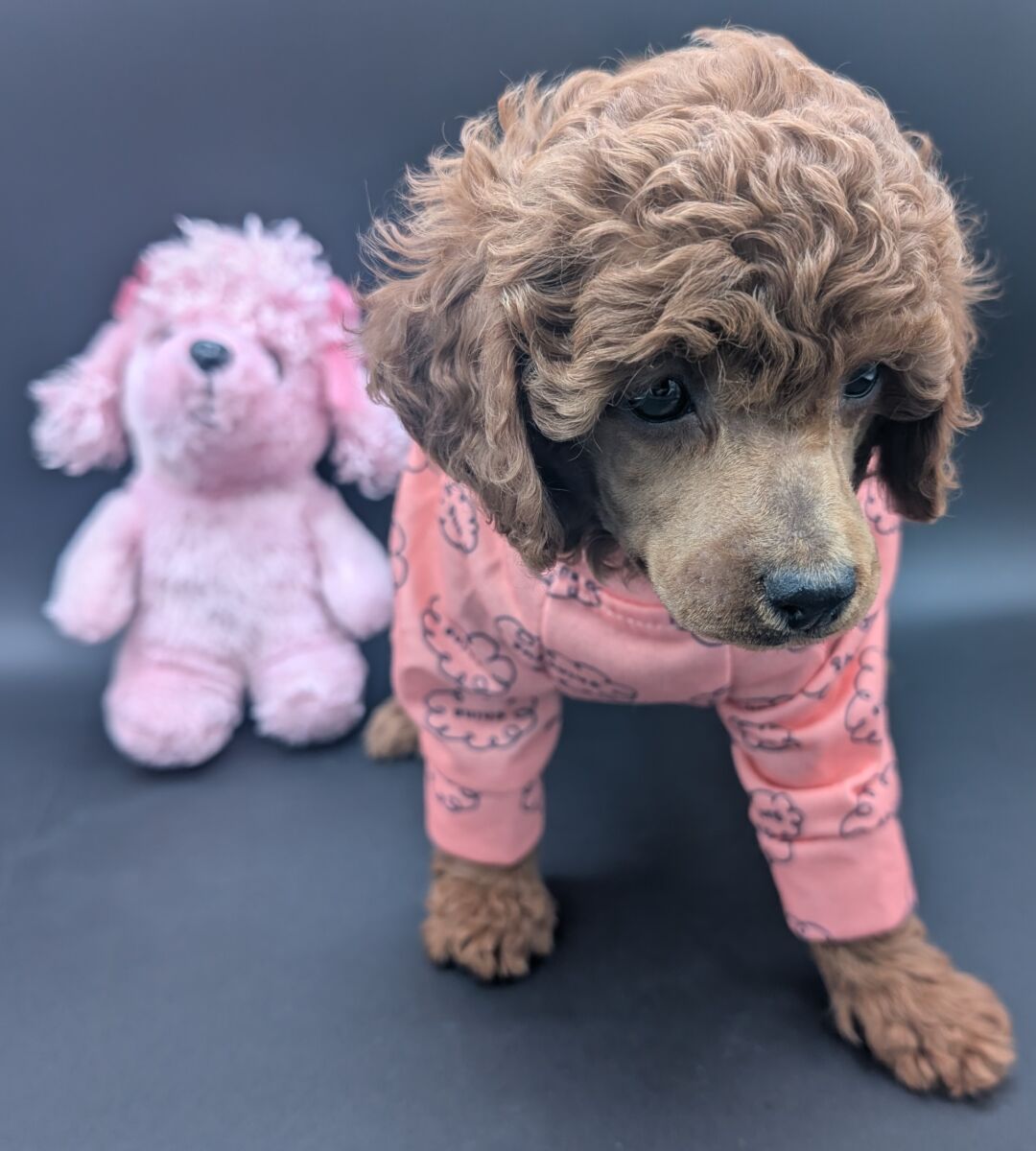 Bo Peep 🩷 $1,100 Miniature Poodle - Image 49