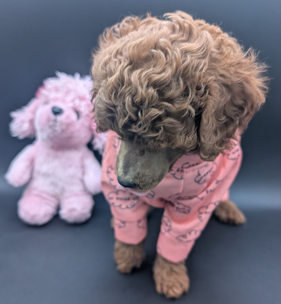 Bo Peep 🩷 $1,100 Miniature Poodle - Image 50