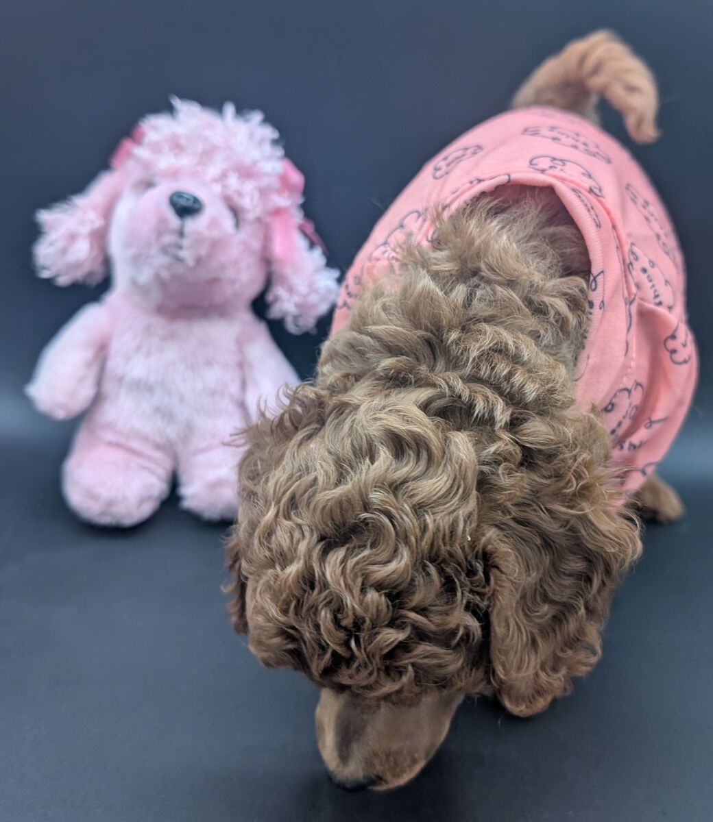Bo Peep 🩷 $1,100 Miniature Poodle - Image 47