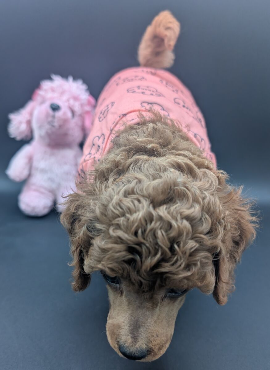 Bo Peep 🩷 $1,100 Miniature Poodle - Image 46