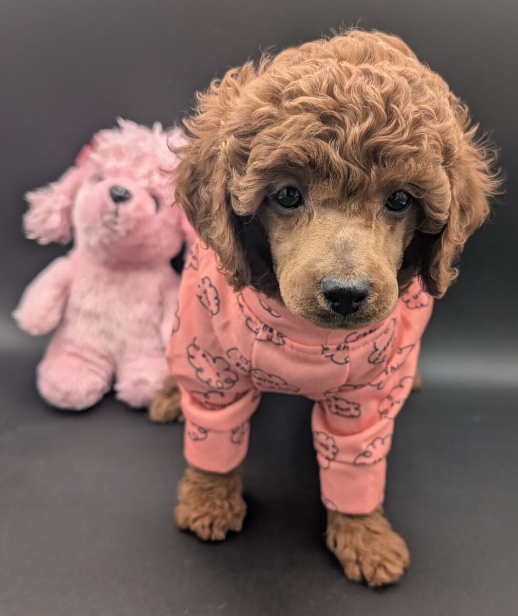 Bo Peep 🩷 $1,100 Miniature Poodle - Image 45